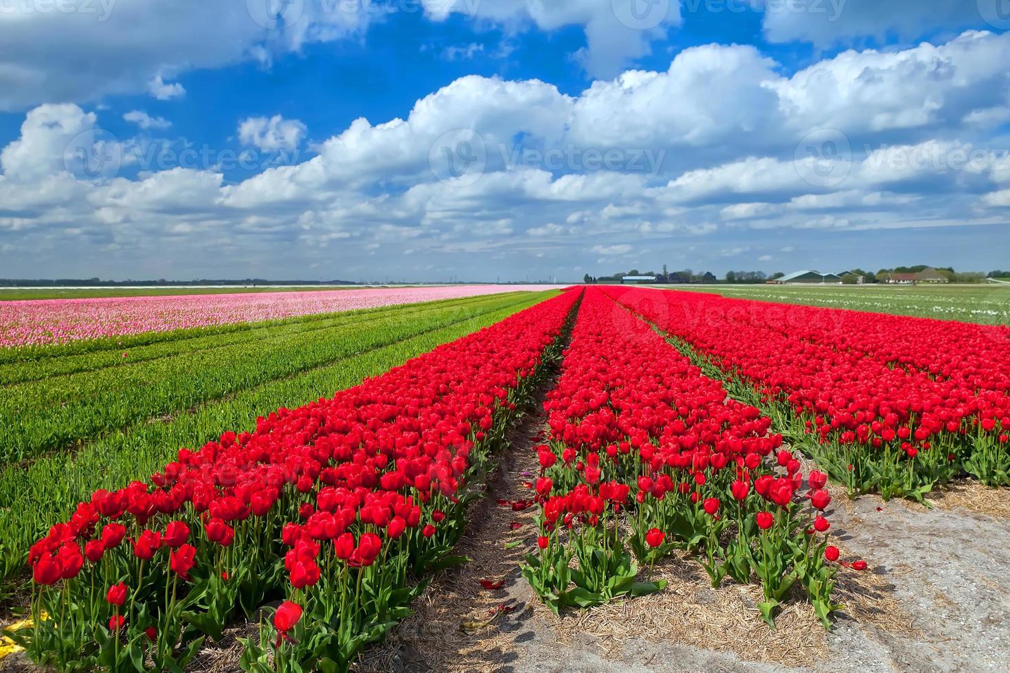 tulipán rojo flor tropical hermoso ramo con hojas verdes exóticas en la naturaleza de la tierra. foto