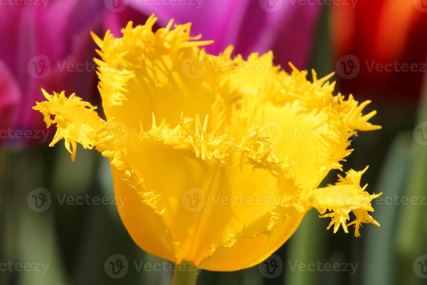 tropical flower beautiful bouquet with exotic green leaf on land nature. photo