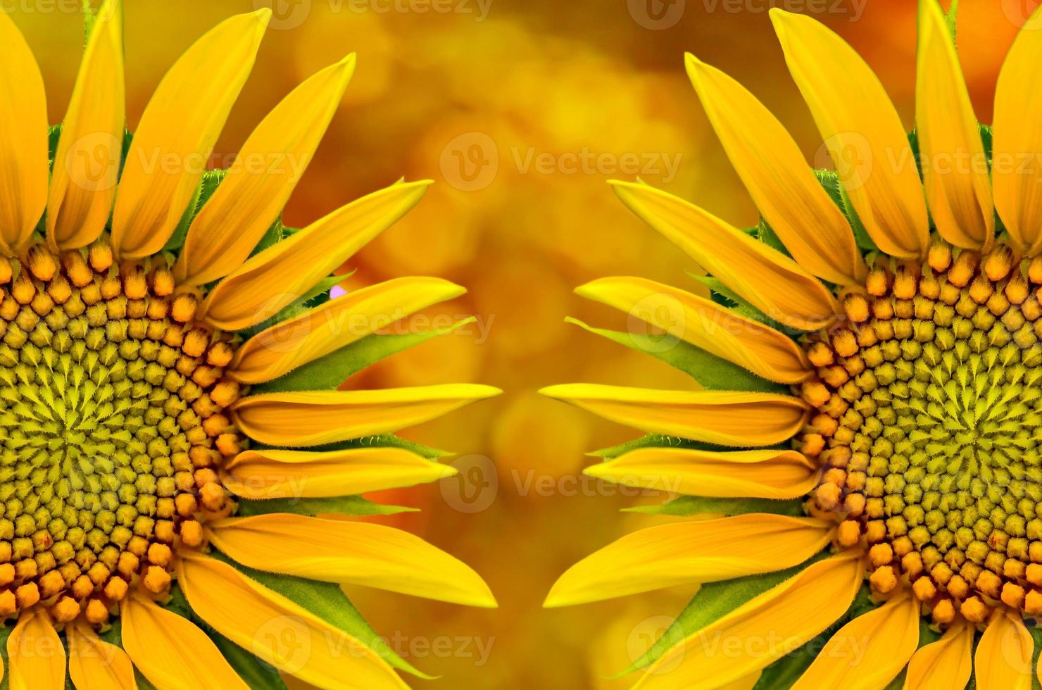 yellow sunflower tropical beautiful bouquet with exotic green leaf on land nature. photo