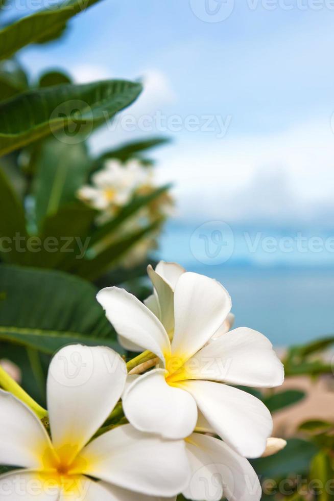 flor tropical blanca clara hermoso ramo con hojas verdes exóticas en la naturaleza de la tierra. foto