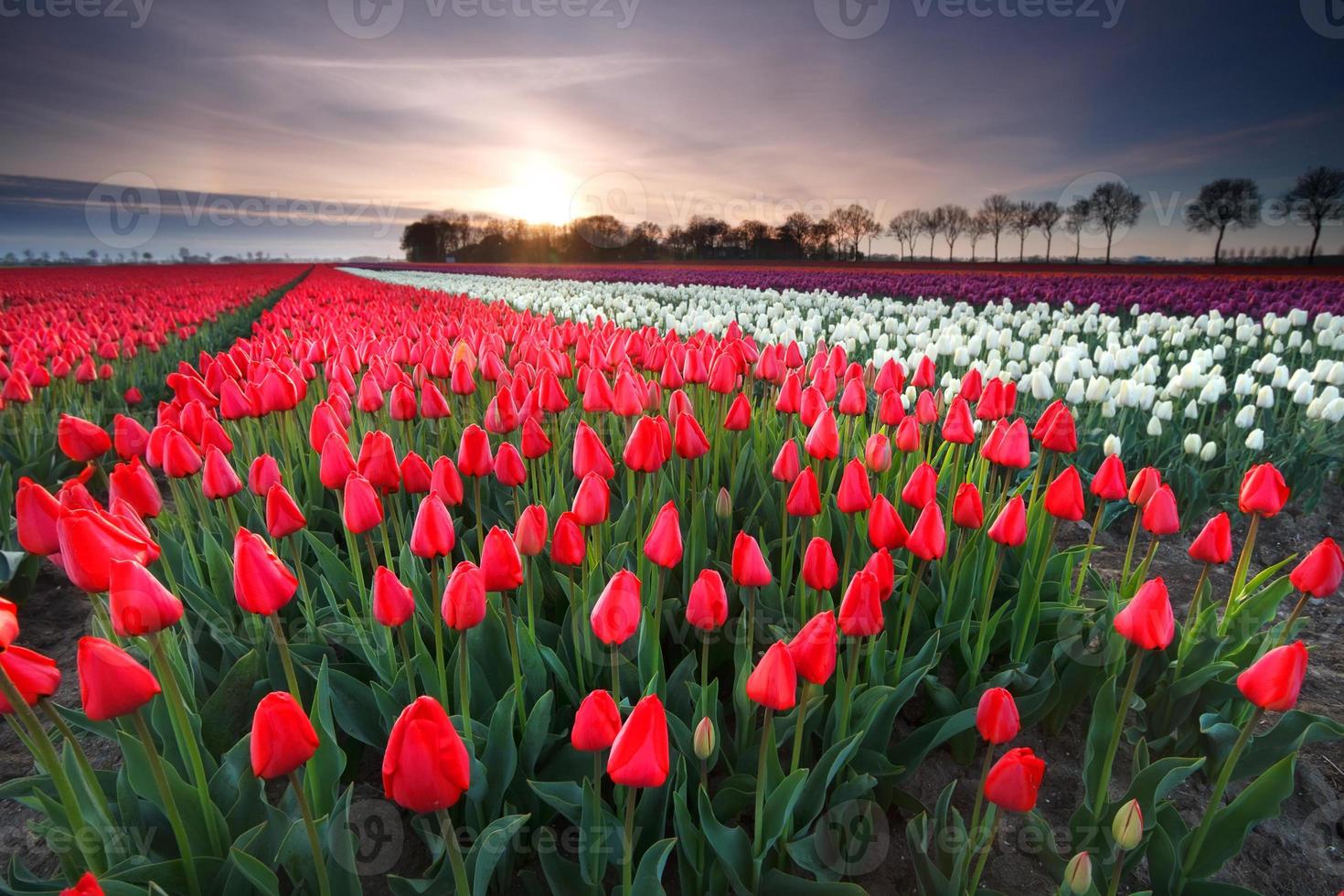 red tulip tropical flower beautiful bouquet with exotic green leaf on land nature. photo