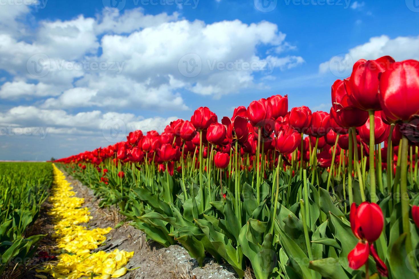 red tulip tropical flower beautiful bouquet with exotic green leaf on land nature. photo