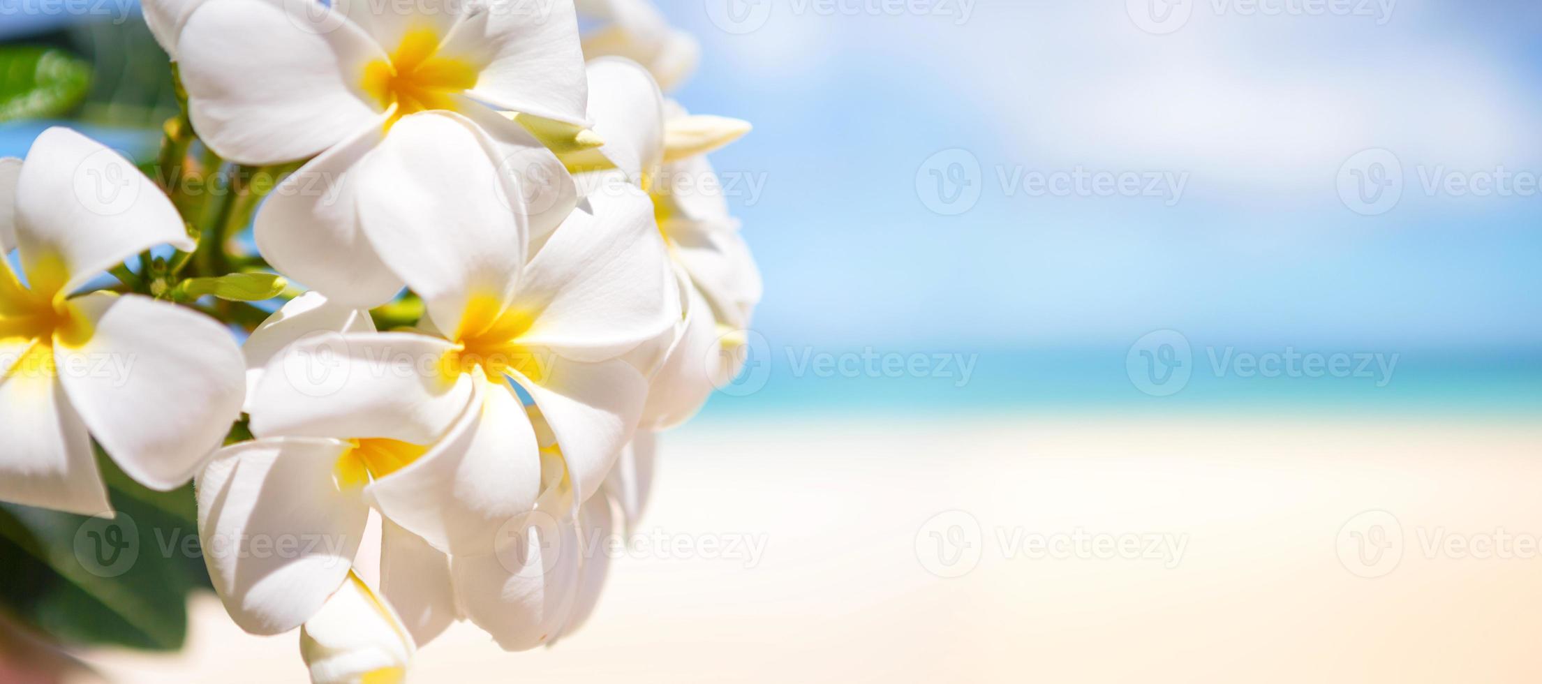 light white tropical flower beautiful bouquet with exotic green leaf on land nature. photo