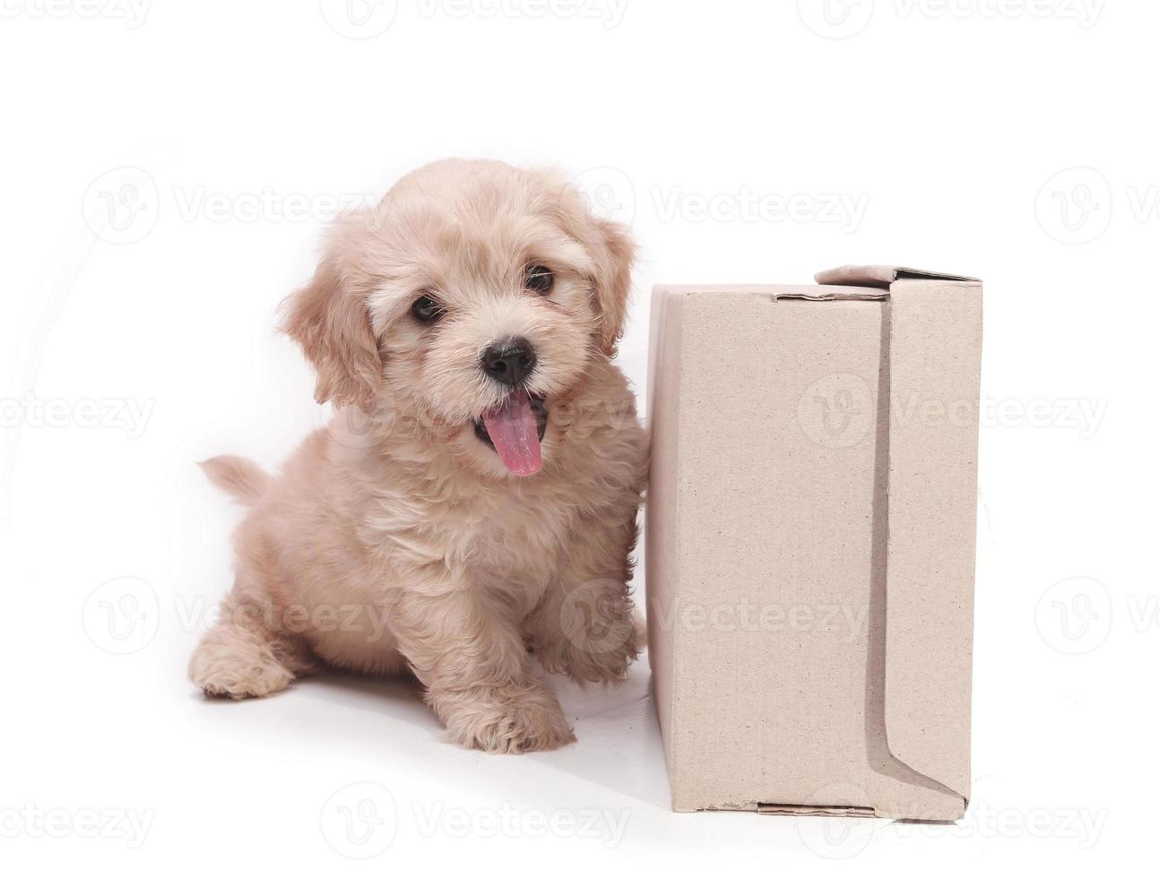 Cachorros de perro marrón divertido perrito sonriente una pata y lindo cachorro en blanco foto