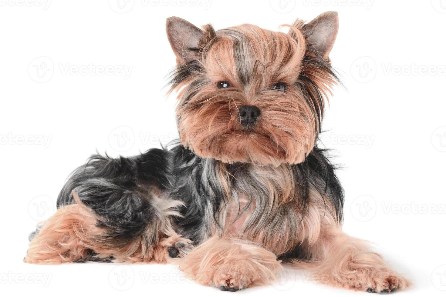 Cachorros de perro marrón divertido perrito sonriente una pata y lindo cachorro en blanco foto