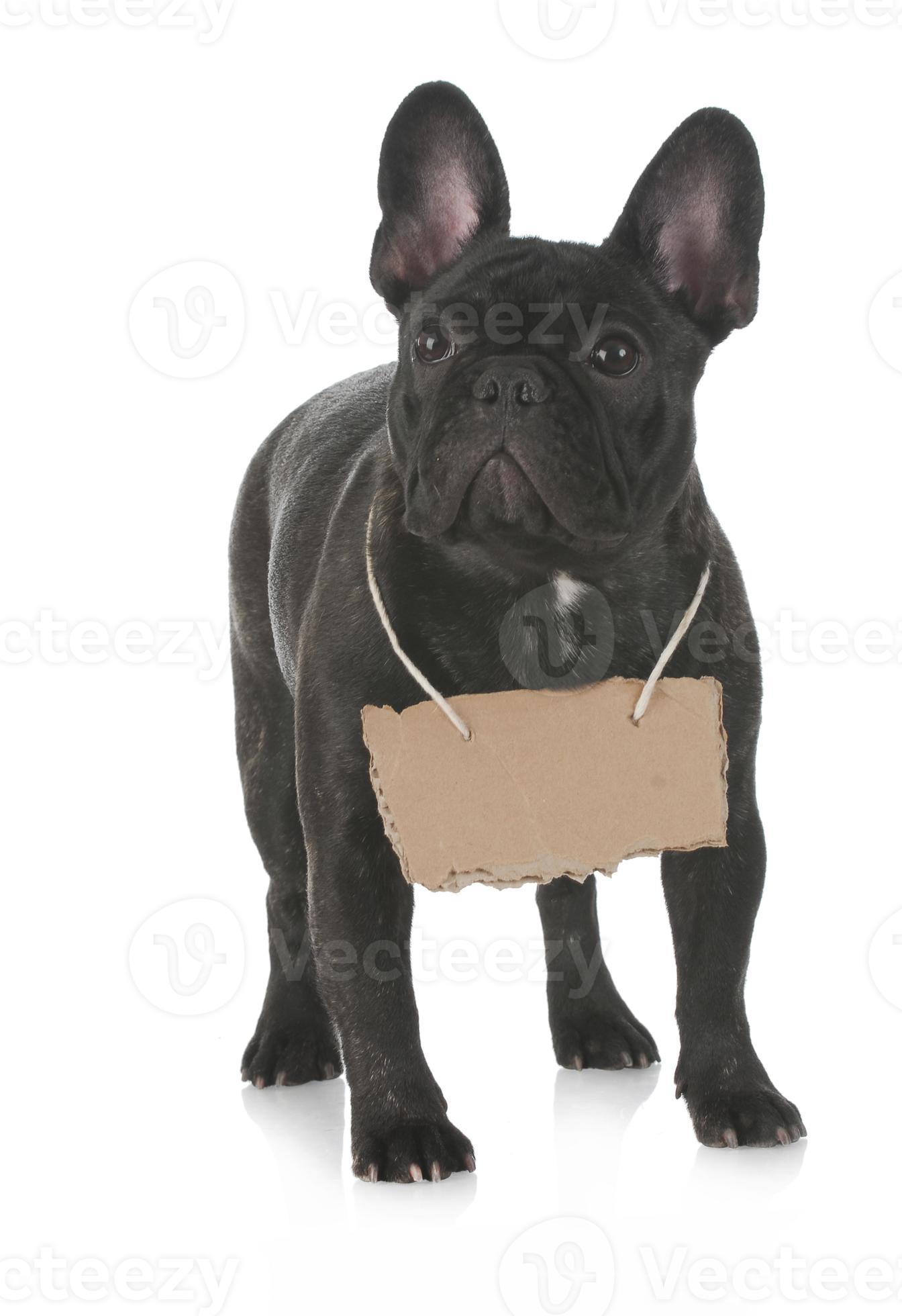 cachorros de perro negro divertido perrito sonriente una pata y lindo perrito en blanco foto