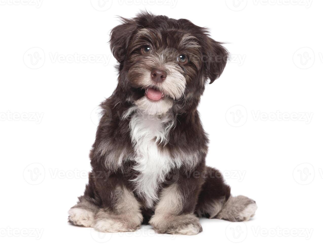 cachorros de perro negro divertido perrito sonriente una pata y lindo perrito en blanco foto