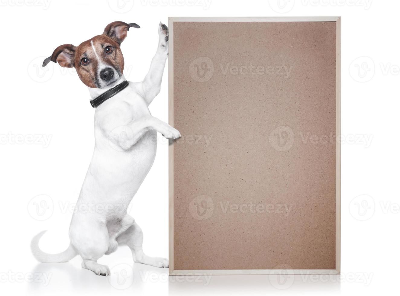 dog puppies funny smiling puppy dog a paw and cute puppy on white photo