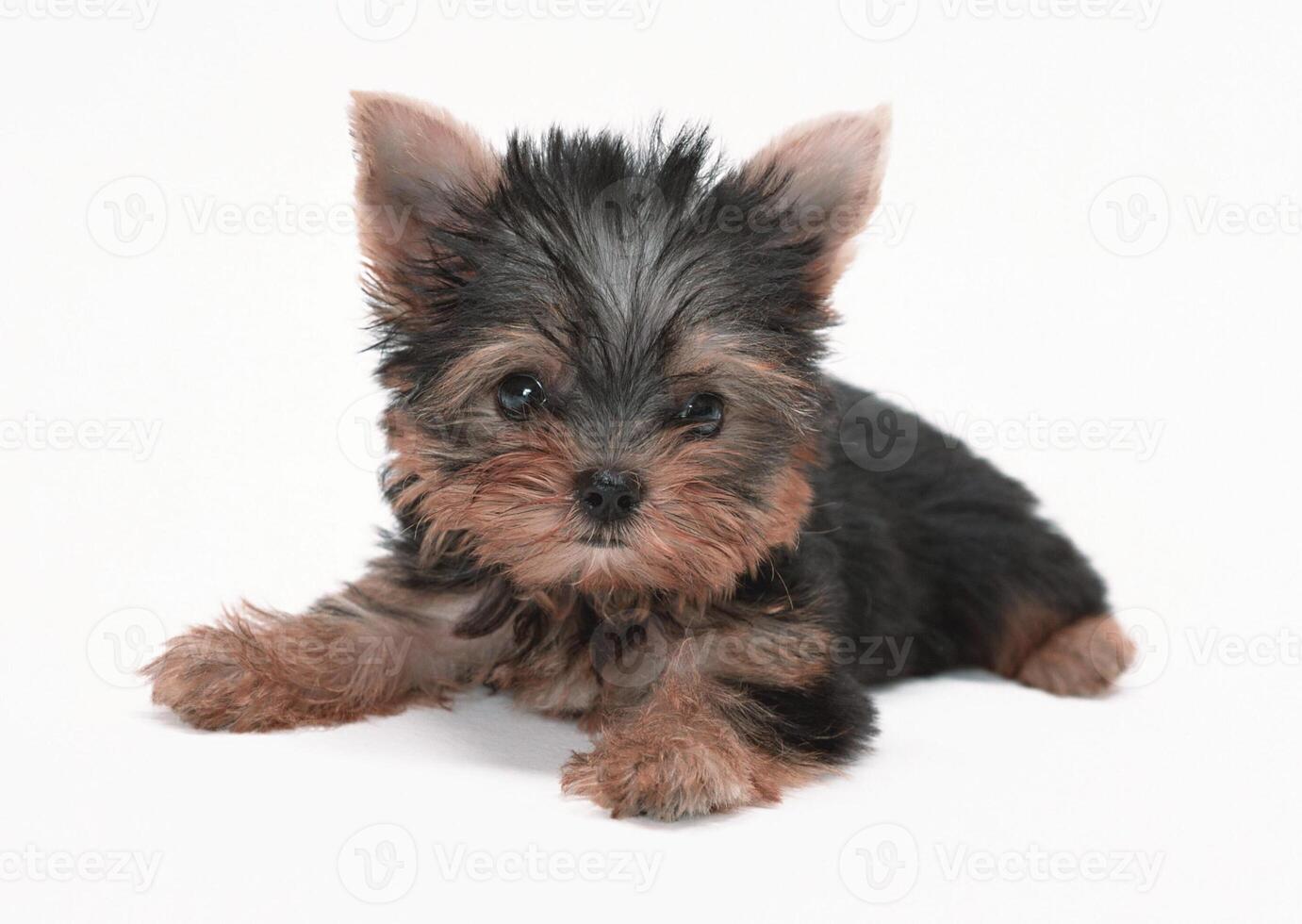 black dog puppies funny smiling puppy dog a paw and cute puppy on white photo