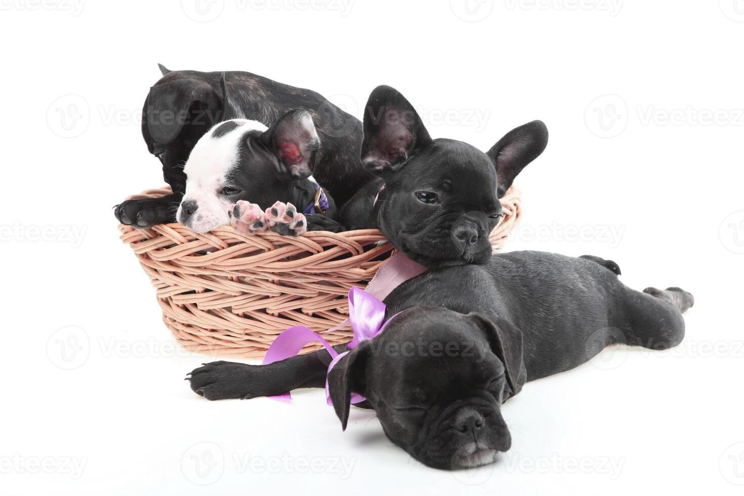 cachorros de perro negro divertido perrito sonriente una pata y lindo perrito en blanco foto