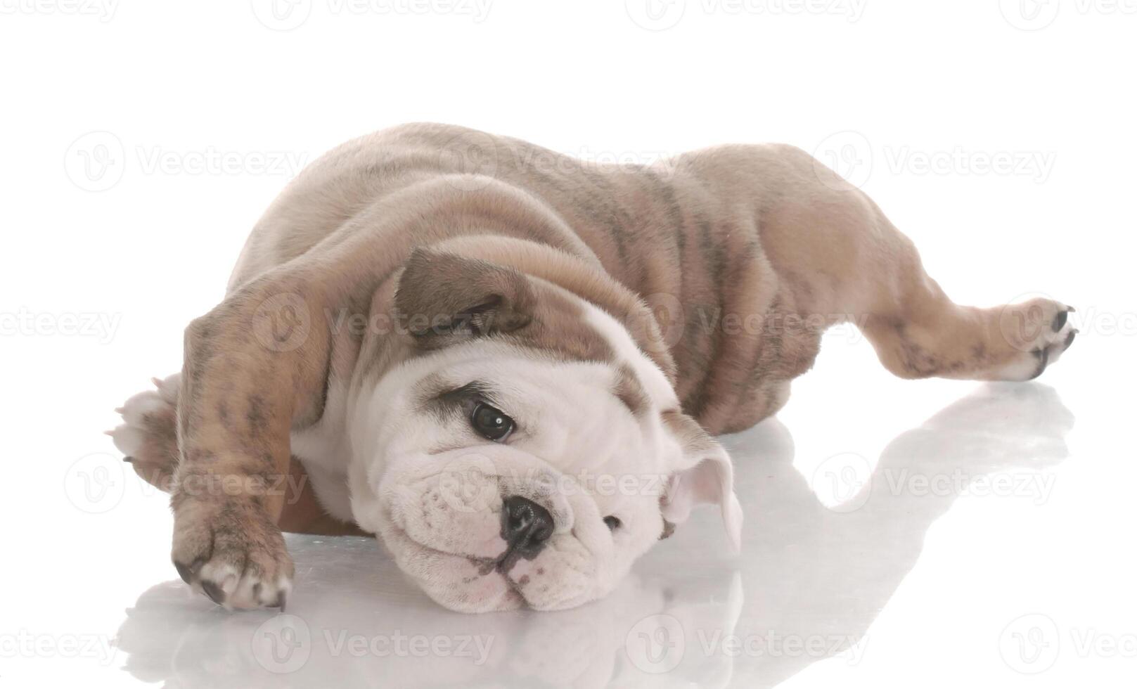 Cachorros de perro marrón divertido perrito sonriente una pata y lindo cachorro en blanco foto