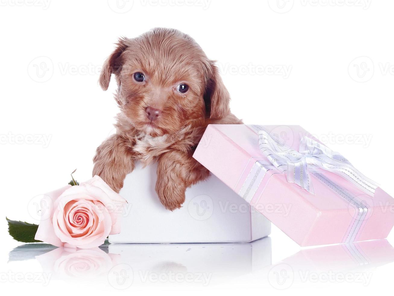 Cachorros de perro marrón divertido perrito sonriente una pata y lindo cachorro en blanco foto