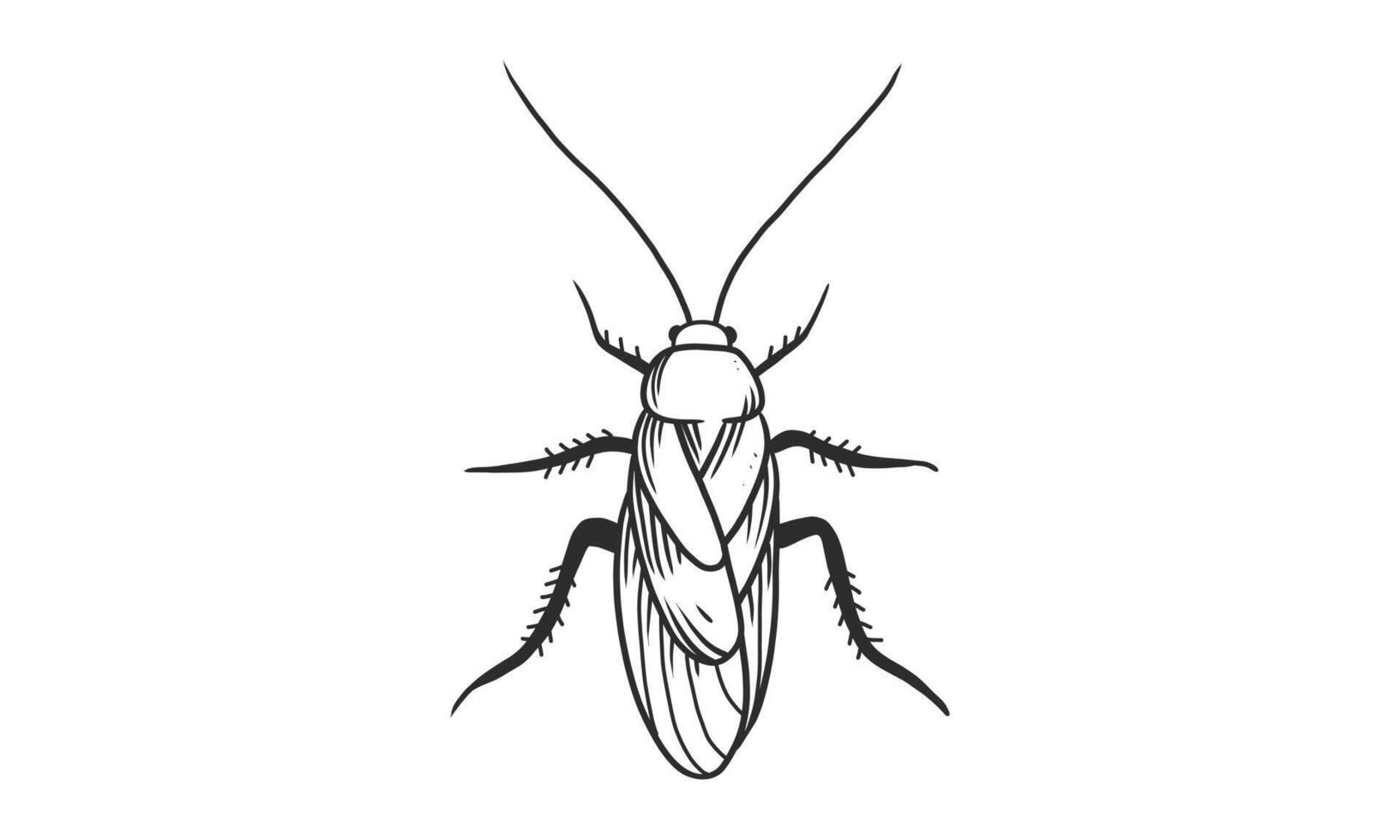 Ilustración de vector lineart de cucaracha sobre fondo blanco, boceto de insecto de cucaracha de vista superior dibujada a mano