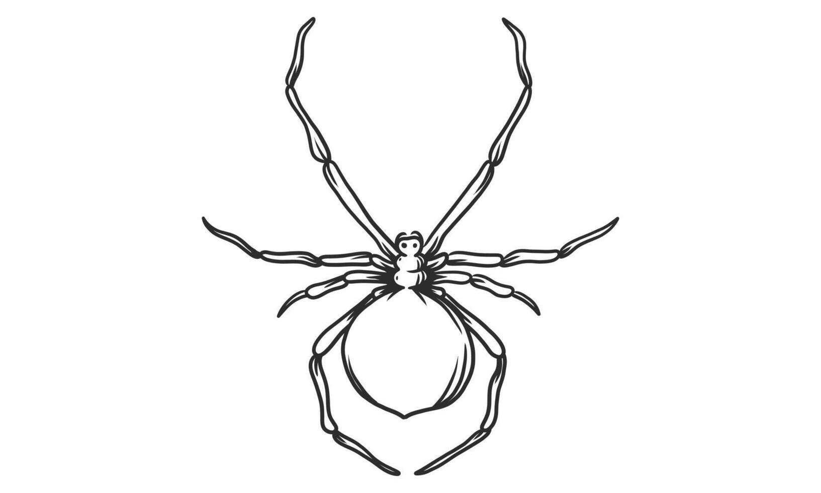 Ilustración de vector lineart de araña negra sobre fondo blanco, boceto de insecto araña dibujado a mano