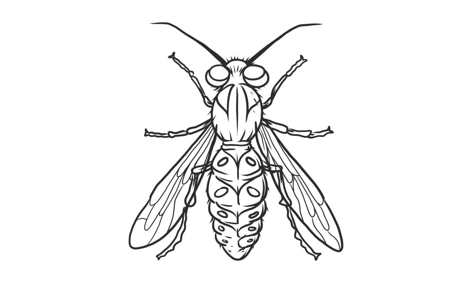 Ilustración de vector lineart de abeja de miel sobre fondo blanco, boceto de insecto abeja dibujado a mano