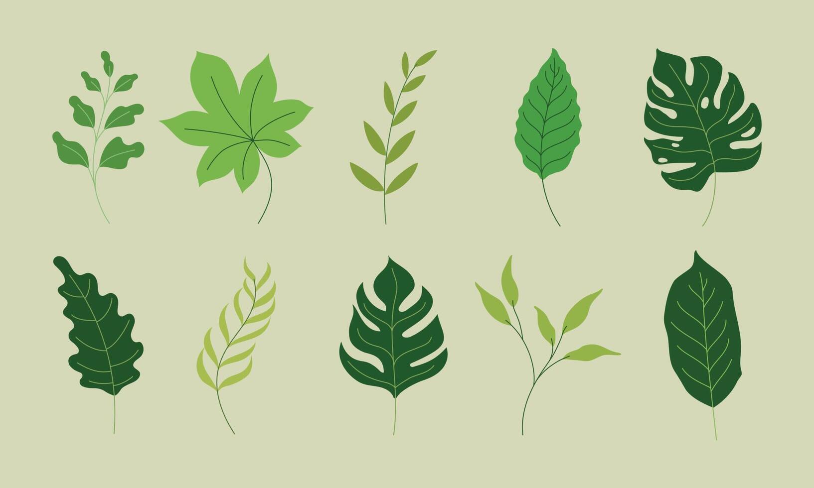 various green leaves illustration in vector graphics. the tropical foliage collection isolated on green. flat illustration for pattern, decorative element, art print, etc.