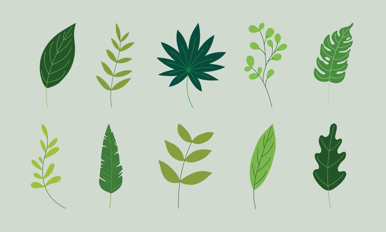 Varias hojas verdes ilustración en gráficos vectoriales. la colección de follaje tropical aislada en verde. ilustración plana para patrón, elemento decorativo, impresión artística, etc. vector