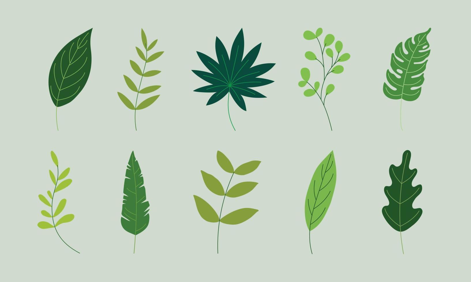 various green leaves illustration in vector graphics. the tropical foliage collection isolated on green. flat illustration for pattern, decorative element, art print, etc.