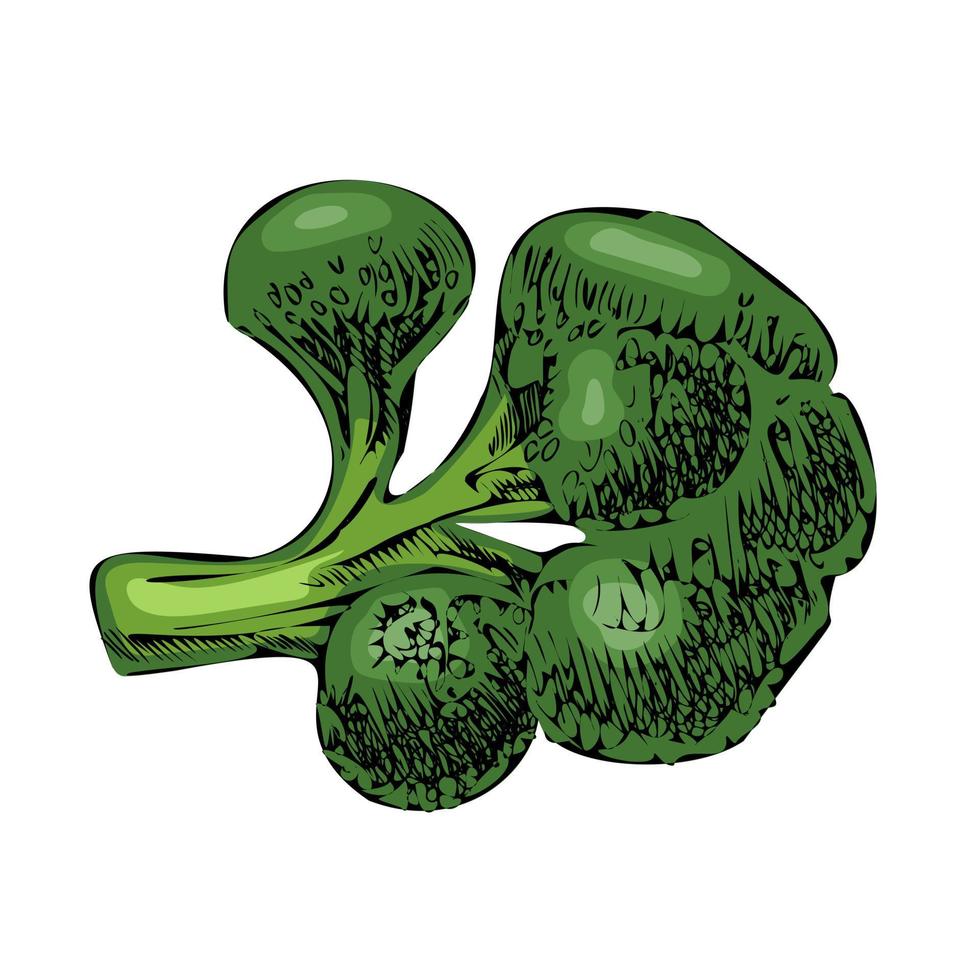 Vector hand-drawn vegetable Illustration. Detailed retro style  brocoli  sketch. Vintage sketch element for labels, packaging and cards design.