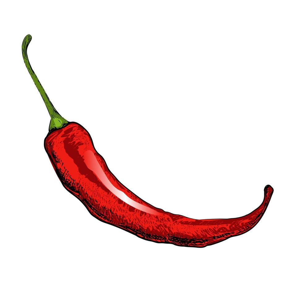 Vector hand-drawn vegetable Illustration. Detailed retro style  chili pepper  sketch. Vintage sketch element for labels, packaging and cards design.