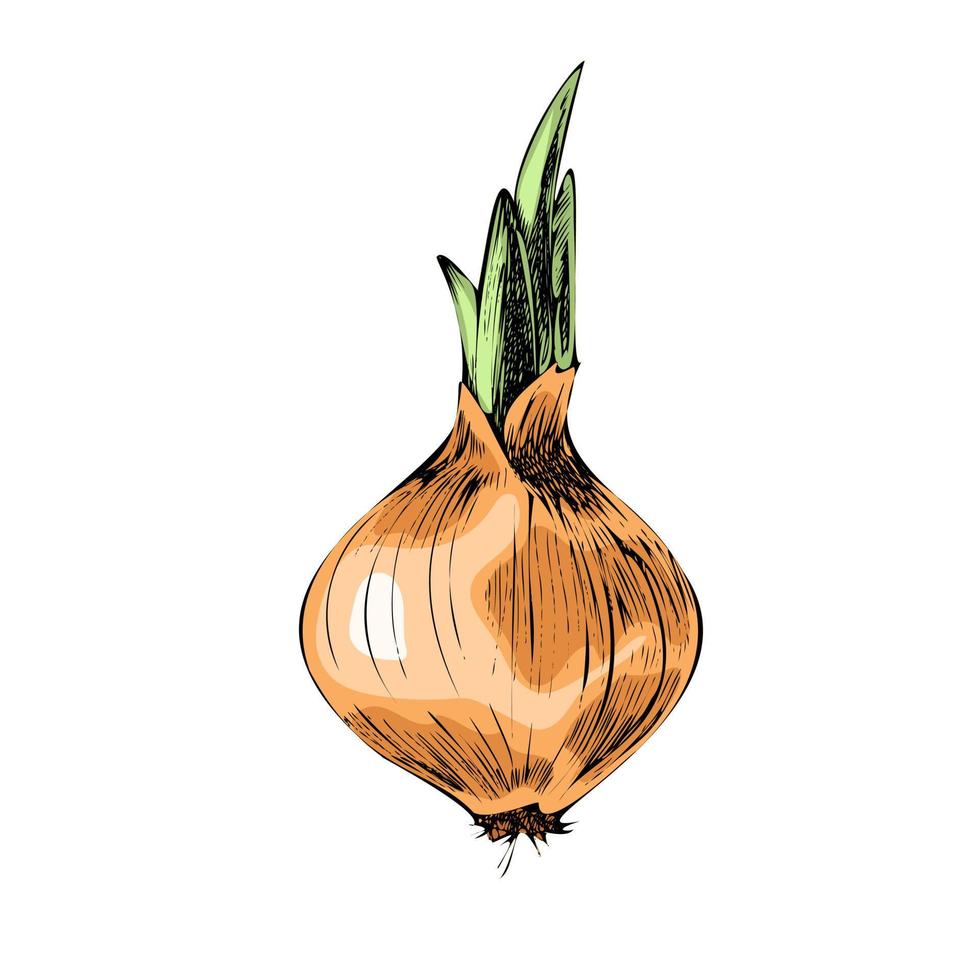 Vector hand-drawn vegetable Illustration. Detailed retro style  onion  sketch. Vintage sketch element for labels, packaging and cards design.