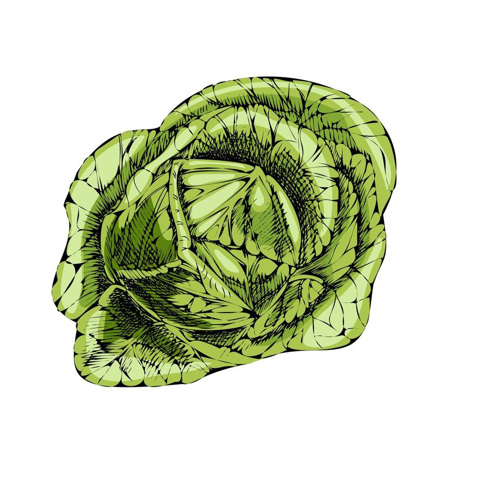 Vector hand-drawn vegetable Illustration. Detailed retro style  cabbage  sketch. Vintage sketch element for labels, packaging and cards design.