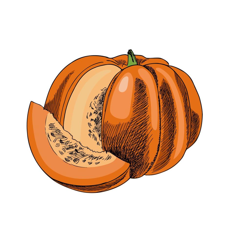 Vector hand drawn vegetable Illustration. Detailed retro style hand-drawn pumpkin sketch. Vintage sketch element for labels, packaging and cards design.