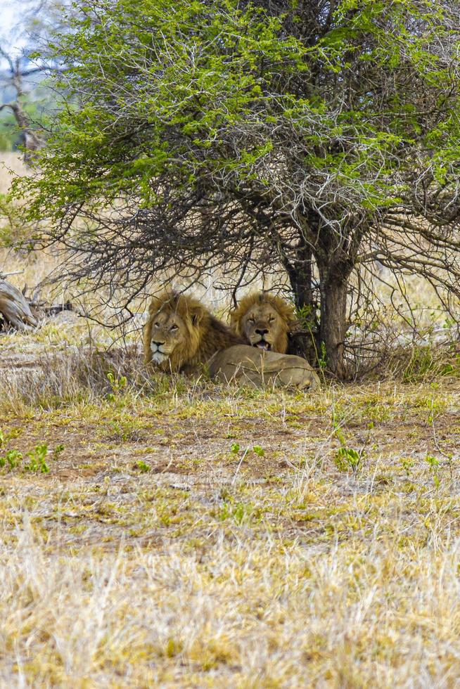los leones machos se relajan en el safari del parque nacional kruger de sudáfrica. foto