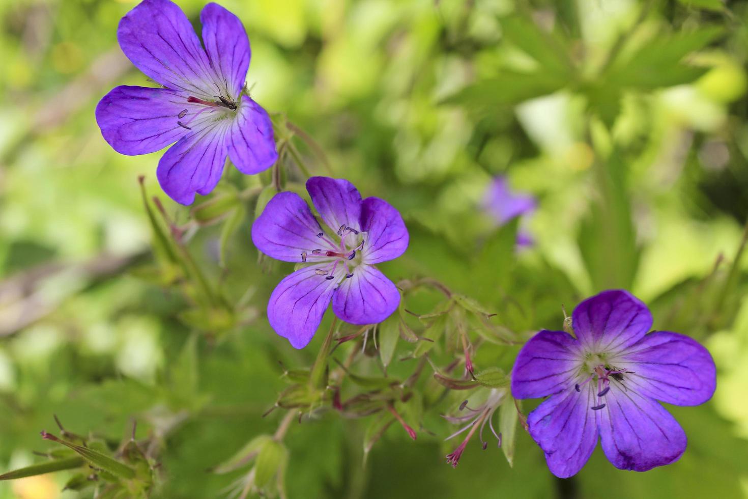 hermosa flor de prado, geranio púrpura. paisaje de verano, hemsedal noruega. foto