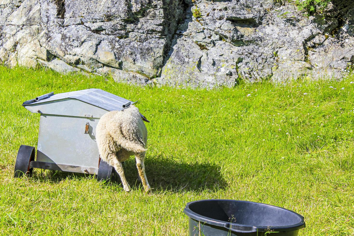 carneros de ovejas en la estación de alimentación, hemsedal, viken, noruega. foto