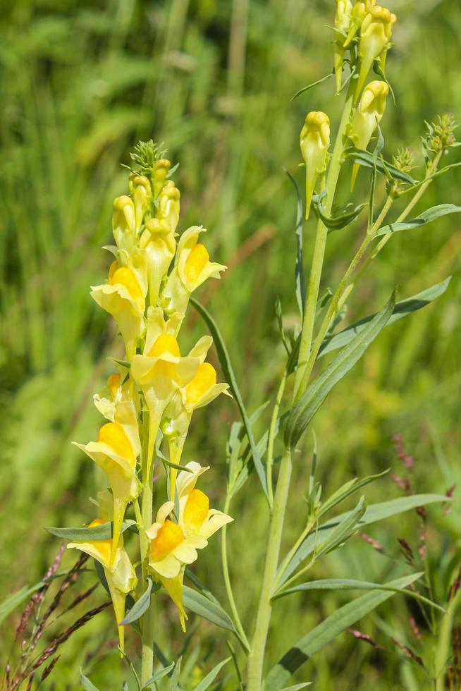 Beautiful yellow flowers on summer meadow in Hemsedal, Norway. photo