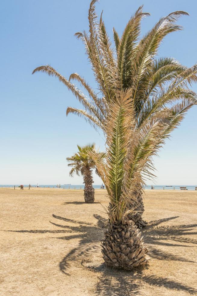 Palms, palm tree Sea Point Promenade Cape Town South Africa. photo