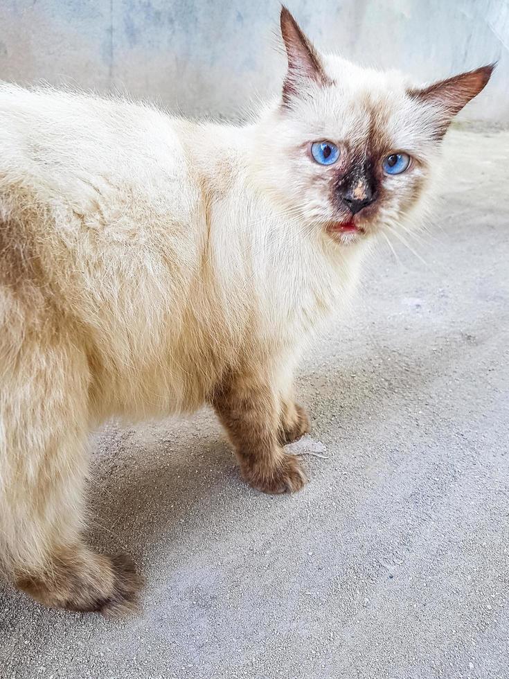 Gato gris blanco lindo esponjoso con ojos azules brillantes Maldivas. foto