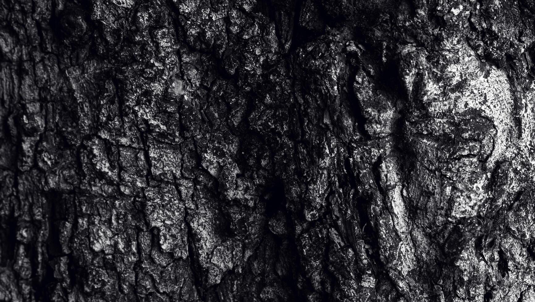 the bark texture with a slit hole, the surface of the tree trunk in dark color. the natural texture of the forestry photo