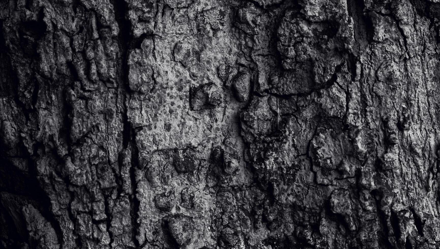 la textura de la corteza con un agujero de hendidura, la superficie del tronco del árbol en color oscuro. la textura natural de la silvicultura foto