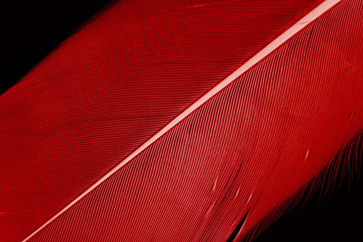 Plumaje de plumas rojas fotos de stock, imágenes de Plumaje de