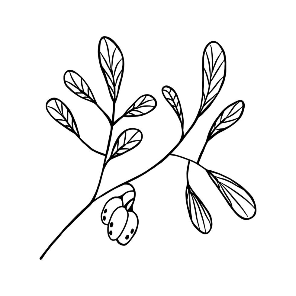 Vector hand drawn dogwood. Back line dogwood