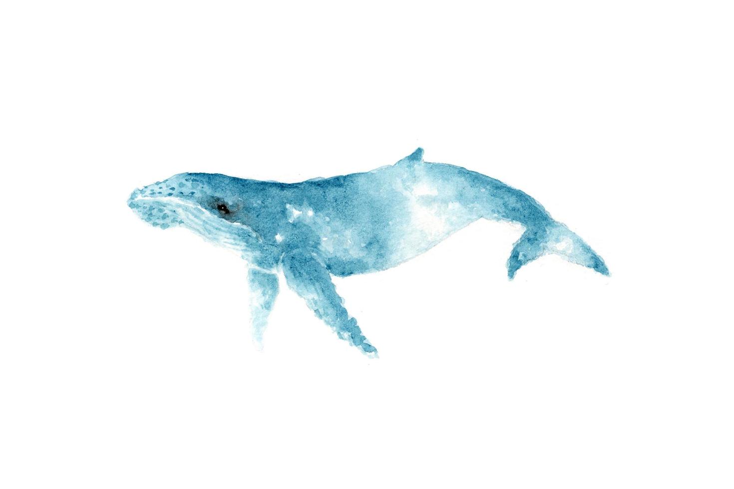 Ilustración acuarela de una ballena jorobada. un dibujo creativo pintado a mano de animales marinos. elemento artístico para decorar el diseño del tema náutico. foto