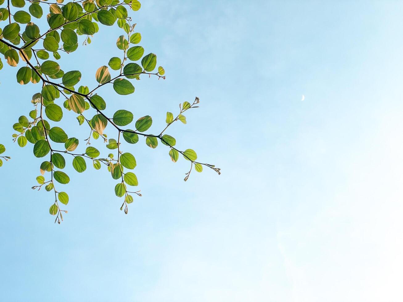 follaje verde contra el cielo despejado. la frescura deja el fondo, el espacio de la copia y cualquier diseño creativo de la naturaleza. foto