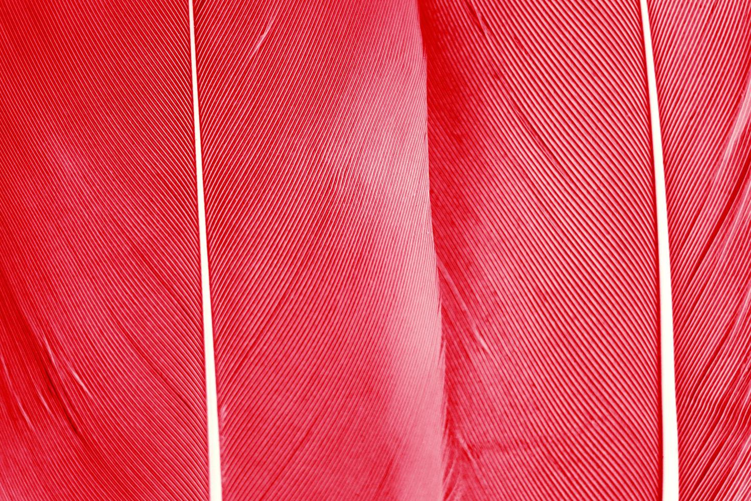 the details of a single red feather on black. the plumage texture in red for any creative design element. photo