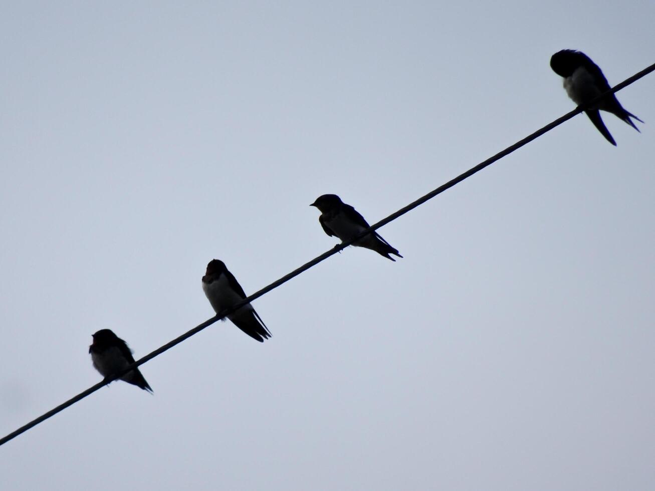 the flock of birds perched on power lines in the cloudy weather. the nature scene in the gloomy nuance of the day. photo