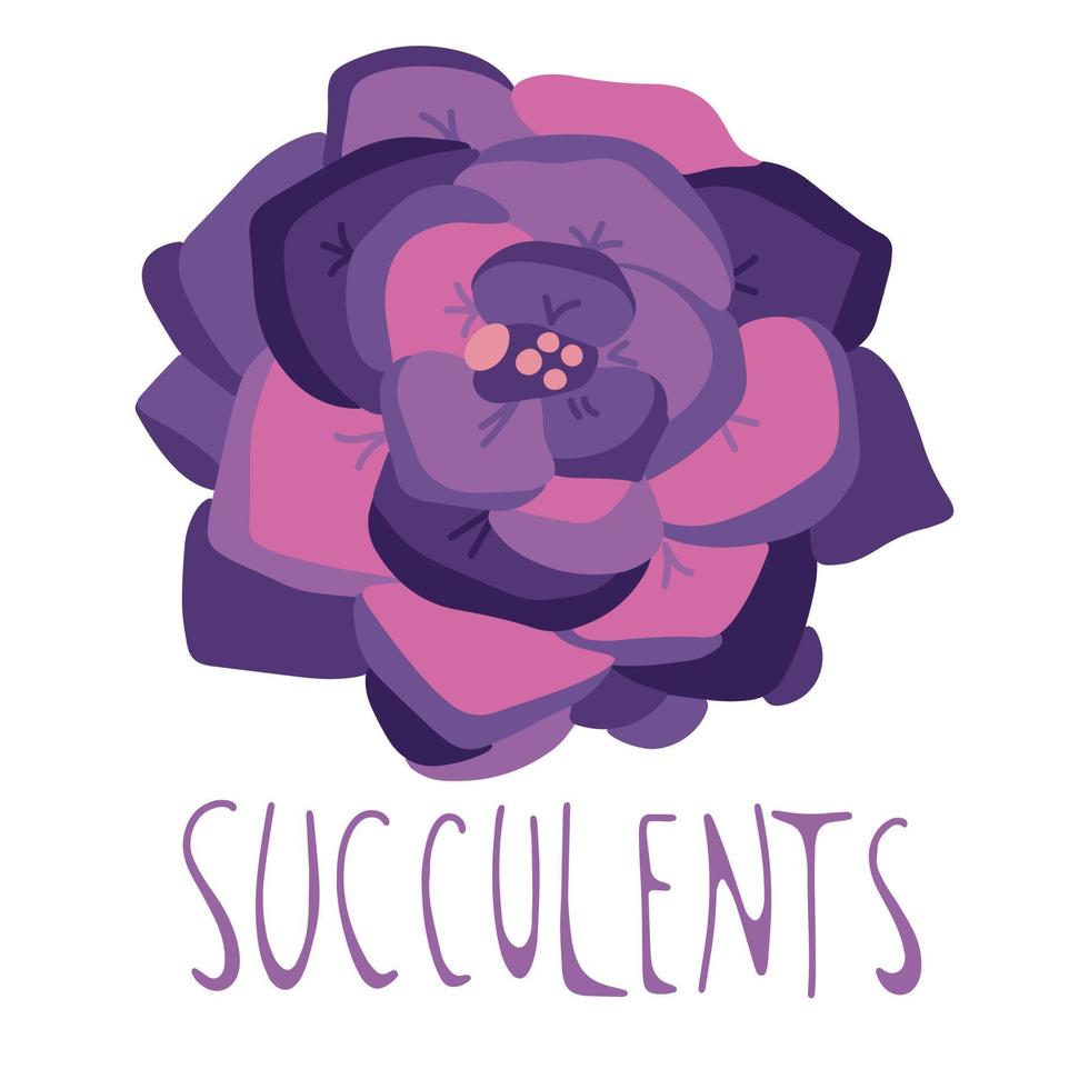 Hand drawn succulent, doodle style, isolated on a white background. vector