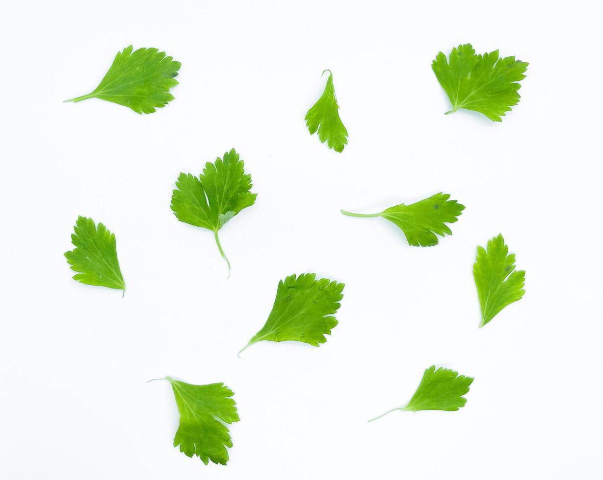 celery isolated on white background. green celery that looks similar to