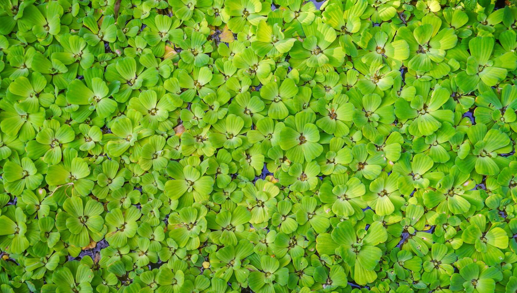 the clover leaves texture on the wall. the nature texture in green color for creative background patterns. photo