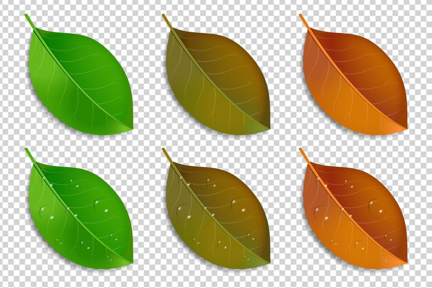 hoja realista para el diseño de elementos vector