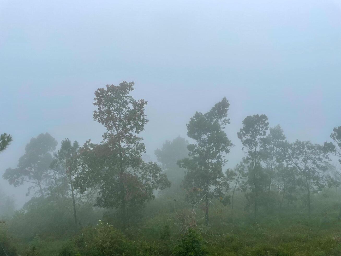 misty forest landscape view. the morning nuance in the forest is freezing yet looks peaceful. the enjoyable place to escape. photo