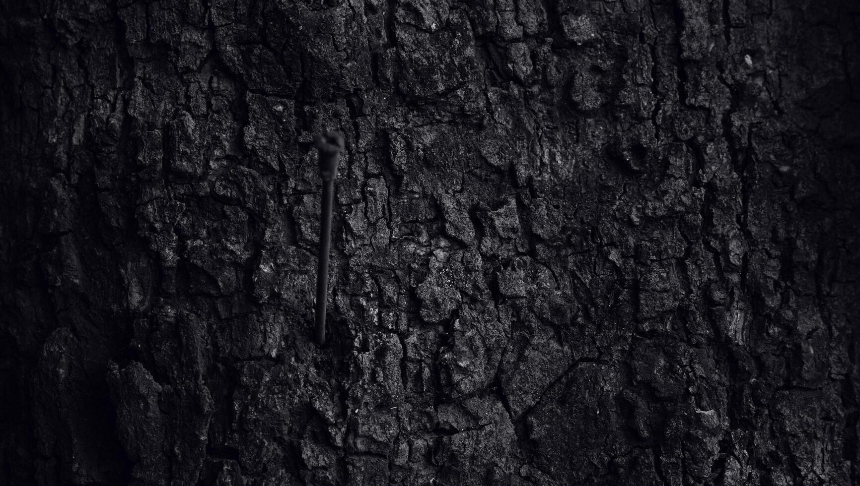 the bark texture with a slit hole, the surface of the tree trunk in dark color. the natural texture of the forestry photo