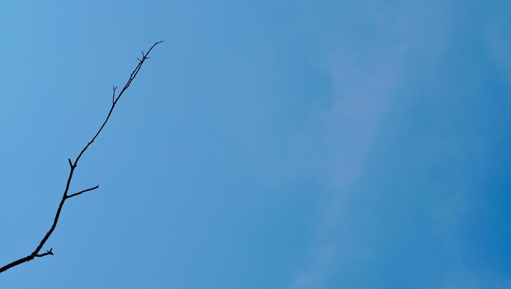 dry tree with a blue sky. it's like a dead branch in the wintertime. beautiful scenery of the season, the dry tree. photo