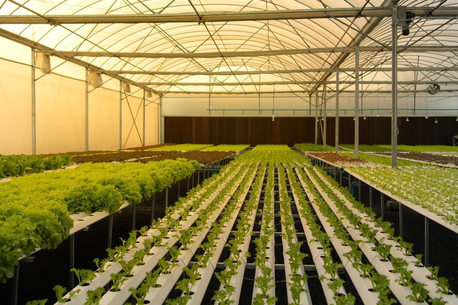 Organic vegetables ready to be delivered to customers and growing in the nursery. photo