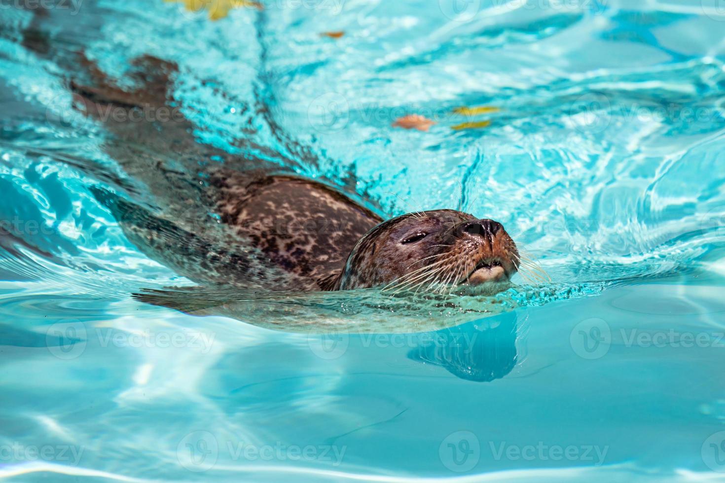 Harbor seal. Mammal and mammals. Water world and fauna. Wildlife and zoology. photo